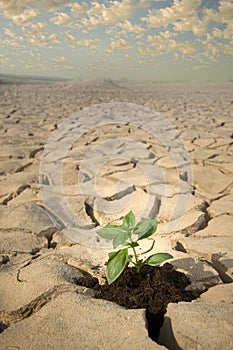 Small plant cracked soil