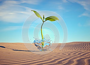 Small plant in the desert. Power of water. Start up and confidence concept