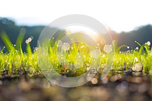 Small plant in farm land or garden field with water droplet bokeh in the morning light. Fresh and growth concept