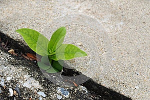 Small plant germinate Grow up on the cement floor