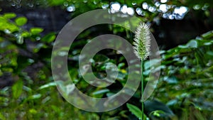 a small plant is on the grass by some trees and leaves