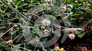 Small plant green garden folha photo