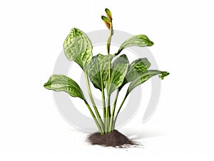 Small plant with green leaves and roots. It is growing in ground, which has been painted white for artistic purposes