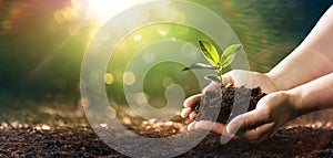 Small Plant Into The Ground - Hands Planting Young Tree