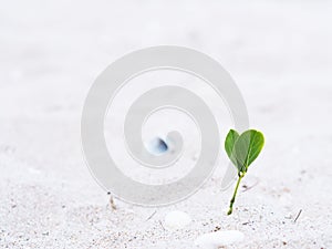 Small plant grow with leaf heart shape on the beach