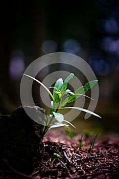 Small plant growing