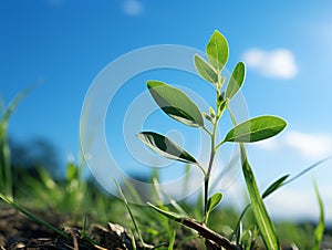 a small plant growing in the grass with a blue sky in the background