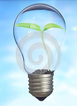 Small plant growing inside a lightbulb. Light Bulb with sprout inside. Green energy and environmental conservation concept