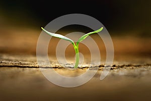 small plant growing in morning