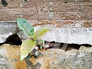 Small plant growing out from the cracked wall
