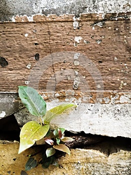 Small plant growing out from the cracked wall