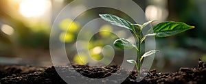 The small plant growing in rich soil under soft sunlight..AI generated image
