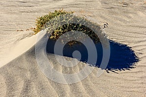 A small plant is growing on a sandy beach