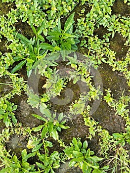 Small plant growing at sidelines of stone plots