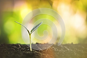 Small plant growing on soil ,new life concept with beautiful sunlight nature background