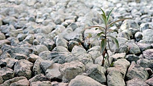 Small plant growing in the stones