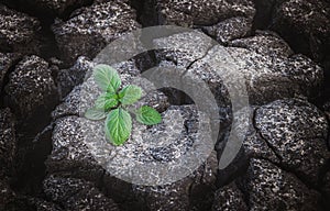 Small plant growing up from cracked and dry mud