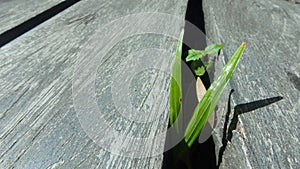 Small plant growing up in the small dark hole wooden floor timber