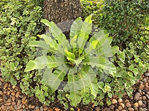 Small plant grown up under big tree