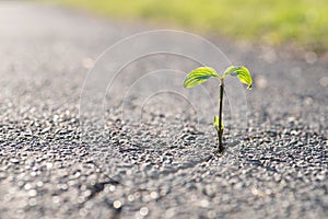 A small plant grows from a crack in the tar