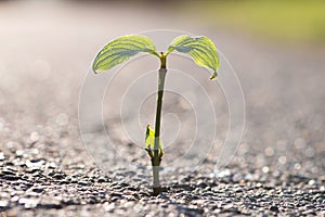 A small plant grows from a crack in the tar