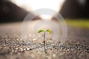 A small plant grows from a crack in the tar