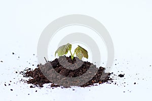 A small plant grows out of the earth