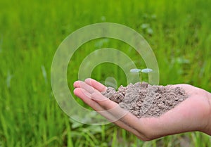 Small plant halding in nature on green background concepts.