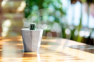 A small plant in a handmade cement pot