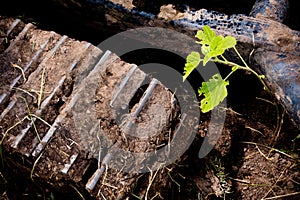 Small plant is hinder the track of excavator