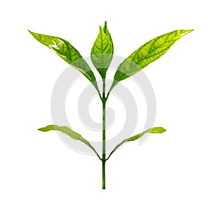 Small plant on isolated white background