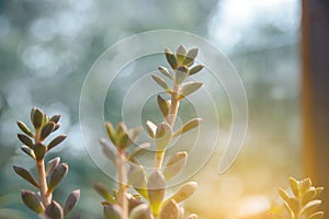 Small plant near window with sun light in houseplant