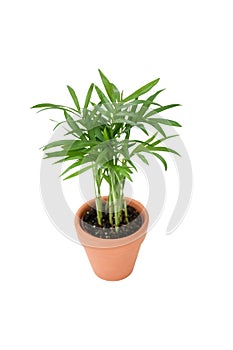 Small plant palm tree Howea Kentia growing in brown pot with green leave isolated on white background, indoor palm for decorative