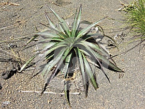 Small plant in patagonian steppe