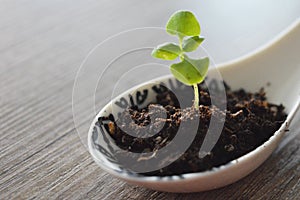 A small plant planted on a spoon