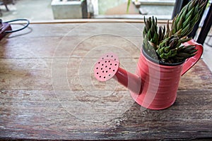 A small plant pot displayed in the window