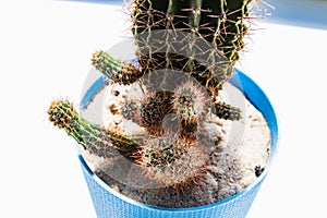 A small plant in a pot of succulents or cacti on a white shelf