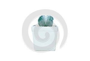 Small plant in pot, succulents or cactus isolated on white background, clipping path included