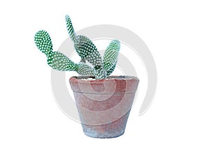 Small plant in pot, succulents or cactus isolated on white background, clipping path included