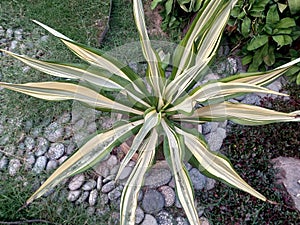 Small plant in pot. Yucca flaccida 'Golden Sword' (Flaccid leaf yucca