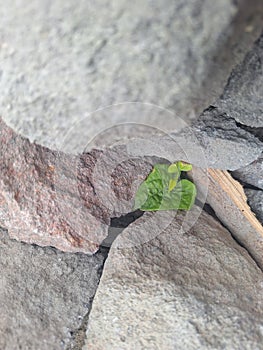 Small plant between rocks