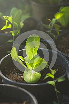 Small plant salad of Lactuca Sativa growing on flowerpot