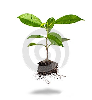 Small plant and soil on white background