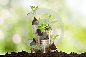 Small Plant On Stacked Coins