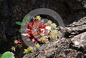 Small plant of succulents in the natural environment, close-up photo