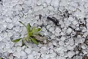 A small plant surrounded by hail