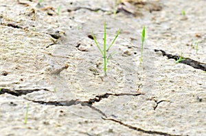 Small plant survive on a drought land - survival concept photo