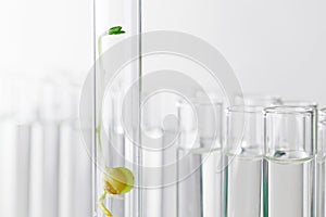 Small plant in test tube