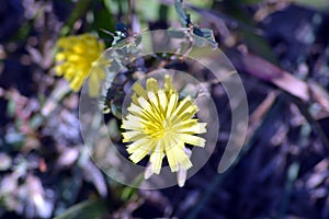 A Small Plant With Thier Yellow Flower