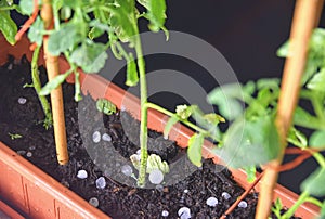 A small plant of tomatoes surrounded by hail after a hailstorm. Night photo of tomato plants in window box surrounded by